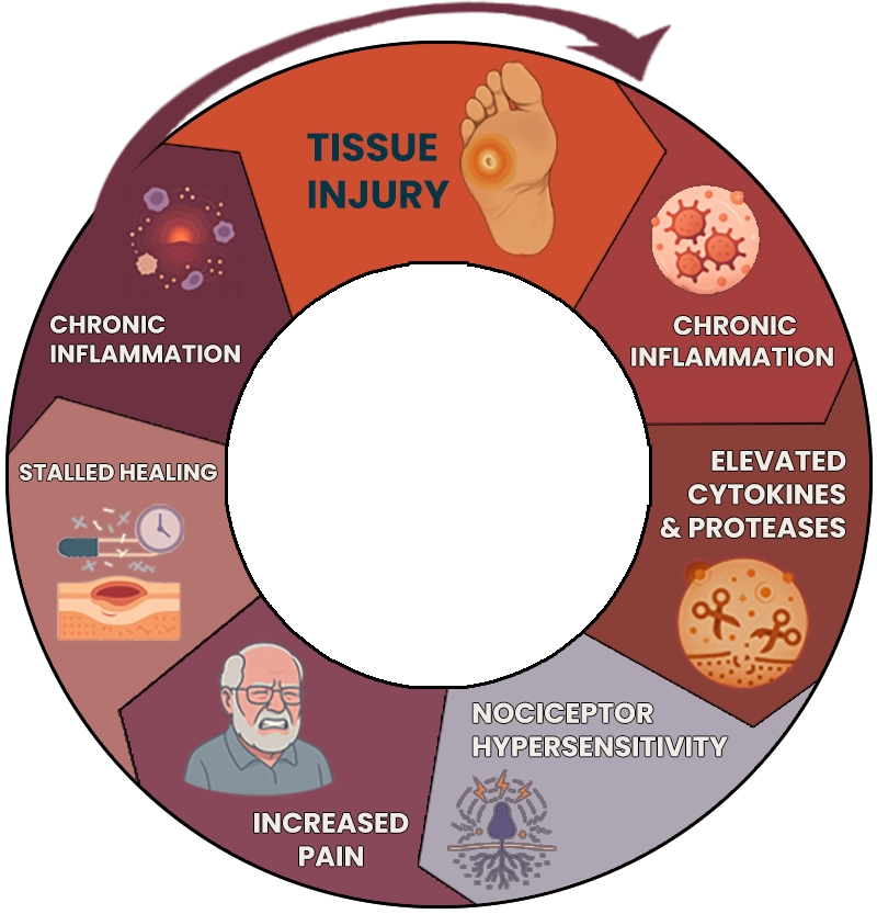 Circular diagram of the chronic wound cycle running from tissue injury through chronic inflammation, elevated cytokines and proteases, nociceptor hypersensitivity, increased pain and stalled healing, each station illustrated.